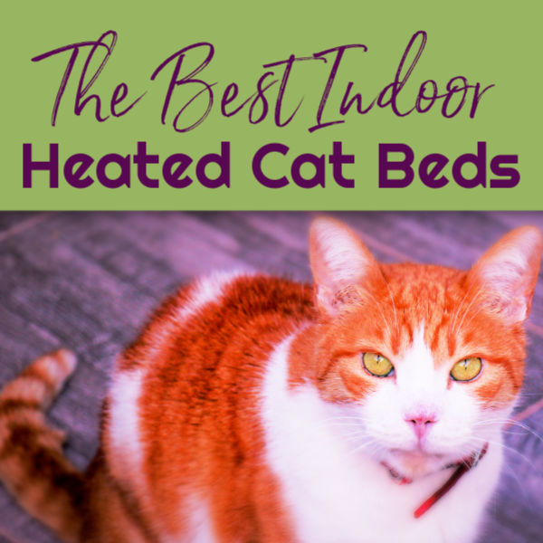 Best heated cat outlet beds