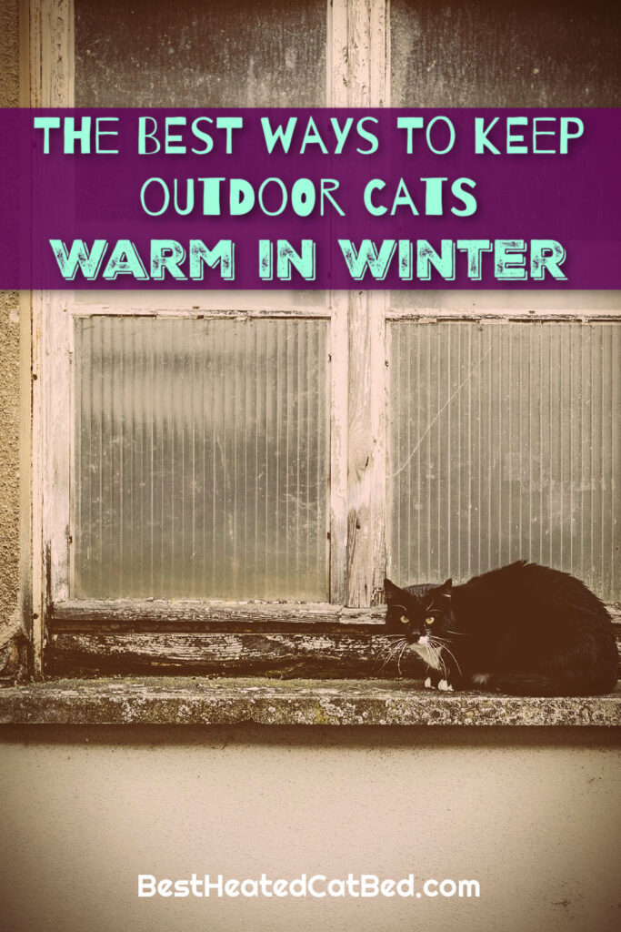 Keep Outdoor Cats Warm in Winter by BestHeatedCatBed.com